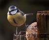 Blue Tit on Fat Ball by Albert Conroy