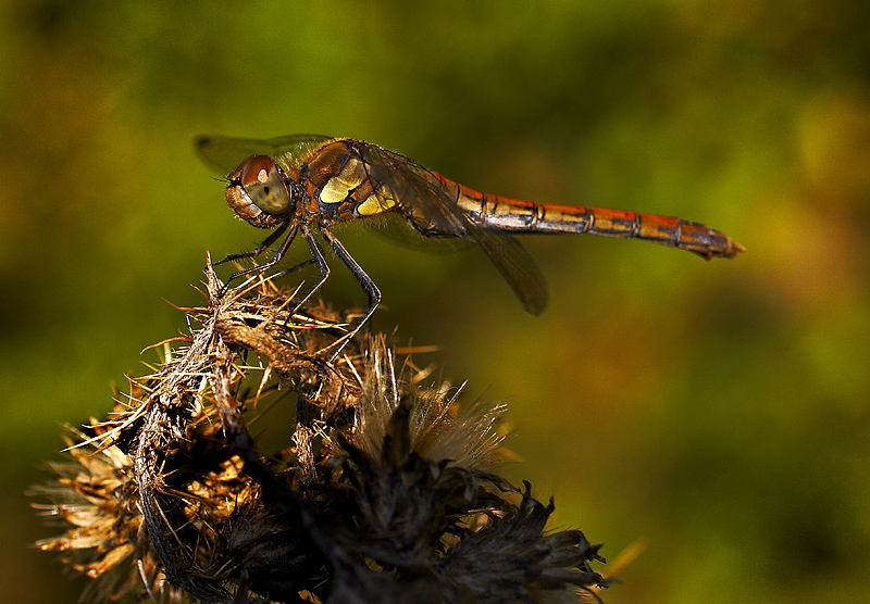 Common Darter - Late Afternoon