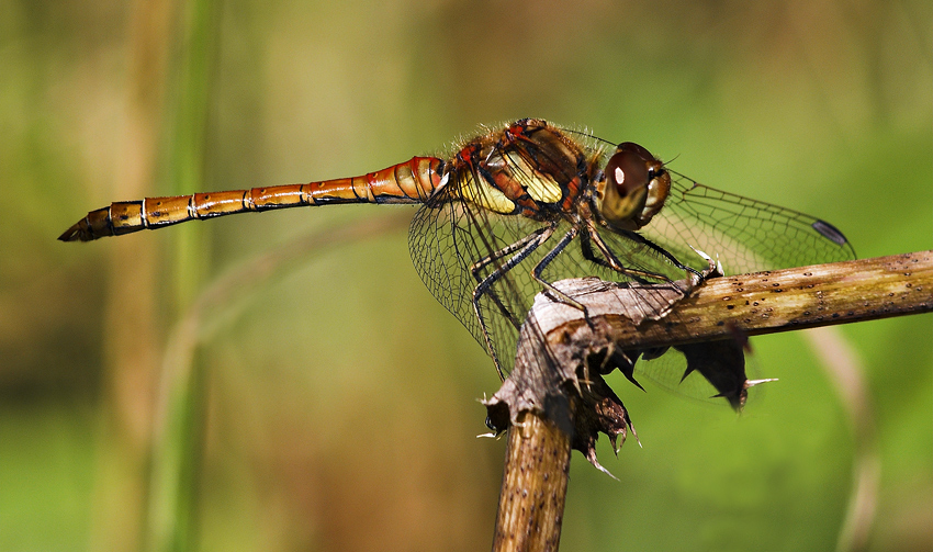Common Darter