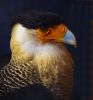 Crested Caracara by Albert Conroy