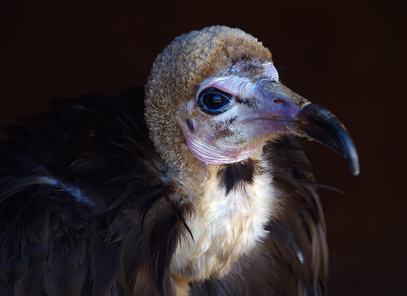 Hooded Vulture