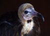 Hooded Vulture by Albert Conroy