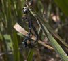 Migrant Hawker - Mating Pair by Albert Conroy