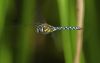 Migrant Hawker by Albert Conroy