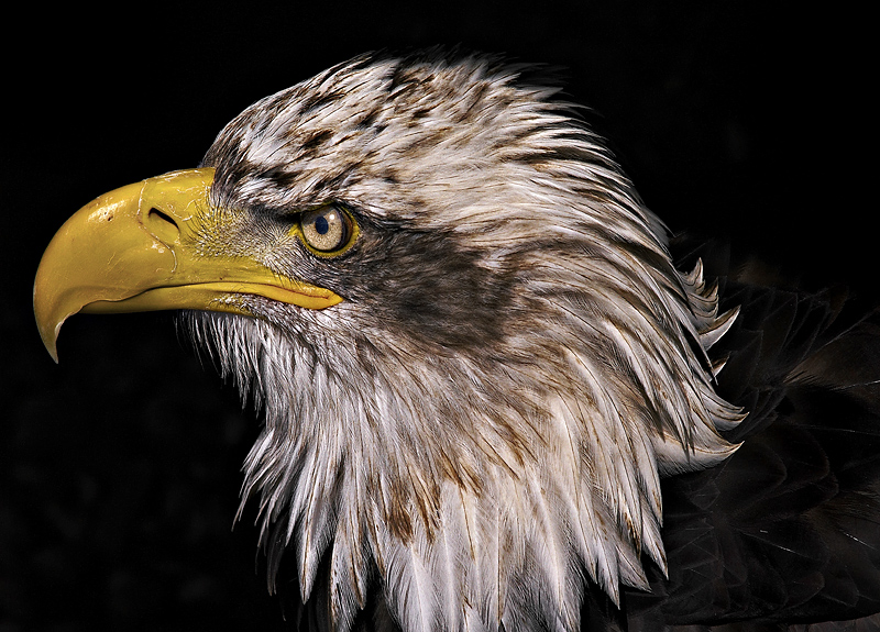 Young Bald Eagle