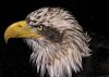 Young Bald Eagle by Albert Conroy