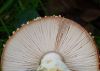 Looking up a Mushroom by Mike Bywater