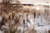 Winter Dream 1 by Mike Bywater