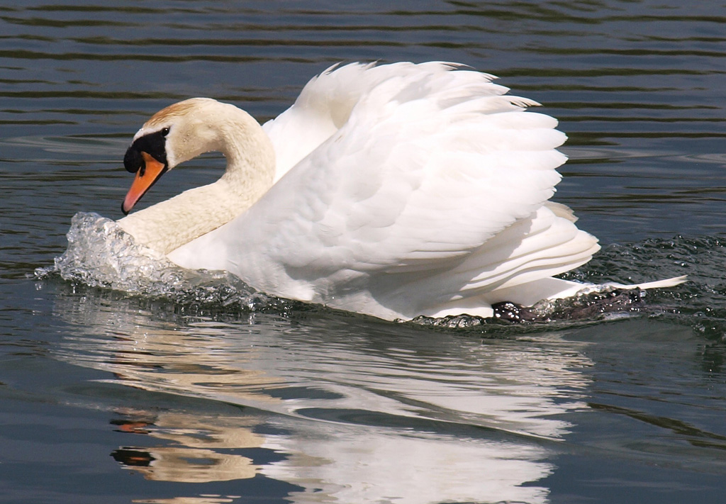 Angry Swan (2)