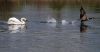 Angry swan chasing goose