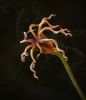 Nigella #1 by Mike Bywater