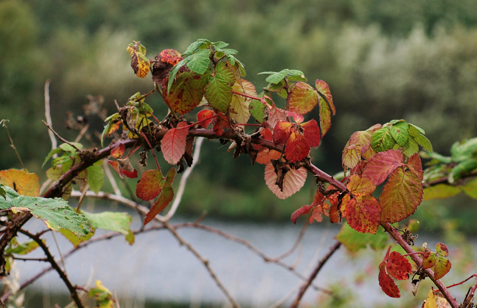 Autumnal Arch