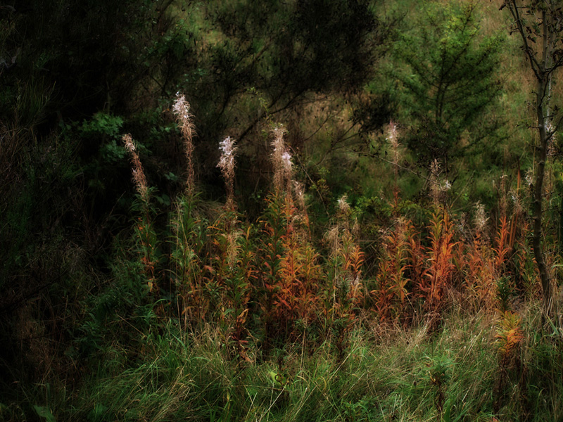 Autumnal.b