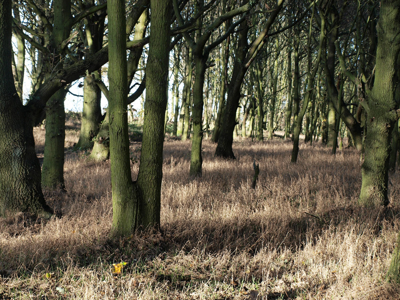 Secker Woods