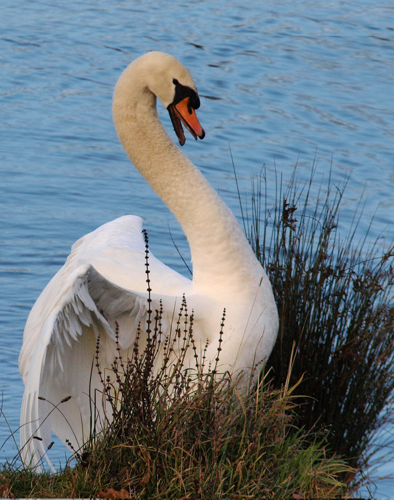 Angry Swan