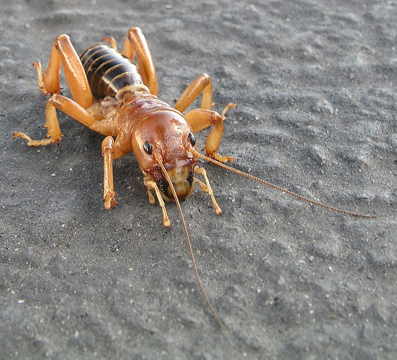 Potato Bug
