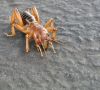 Potato Bug by Ian MacDonald