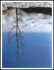 Top tree by Davor Briski