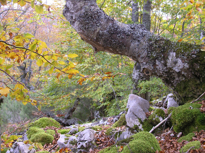 Autumn