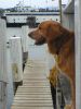Dock Dog by Amy Fournier