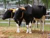 Ag Fair 2004