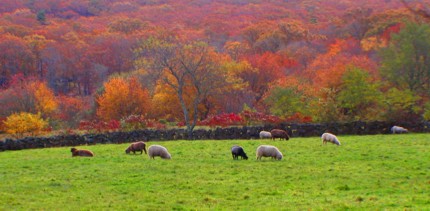 Chilmark Pasture Middle Road