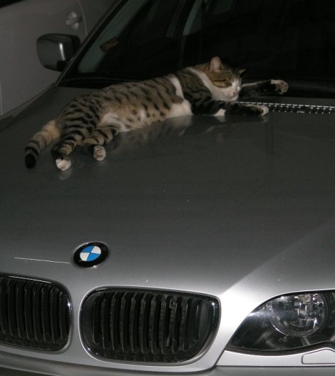 Love & BMW