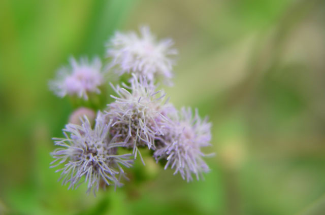 Little flower