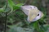 Two Butterflys by rov soy