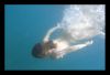 Underwater nude