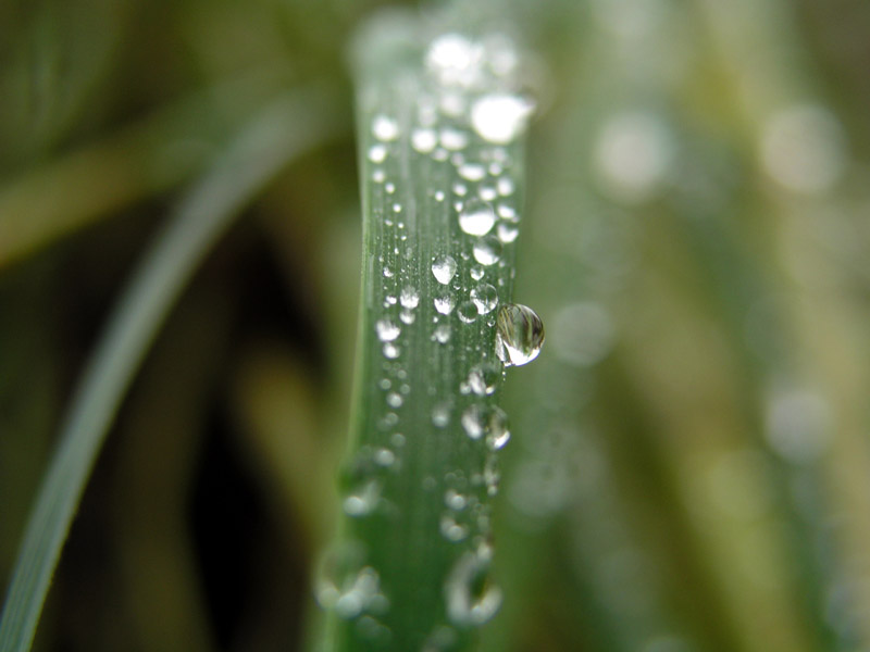 Wet Grass