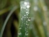 Wet Grass by chris nunan