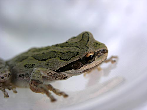 A little green friend...