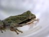 A little green friend...