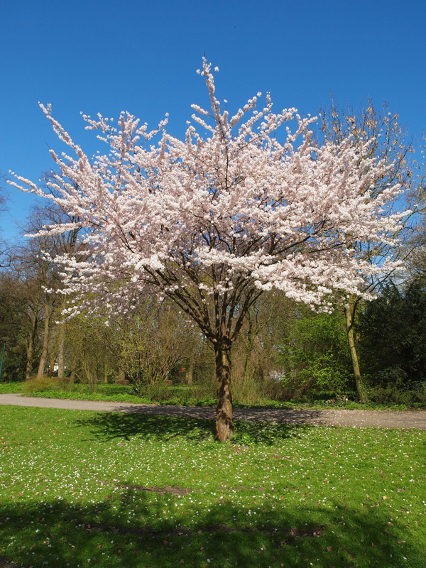 summer blossom