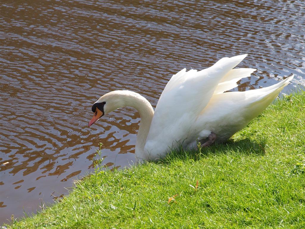 Swan at the pond