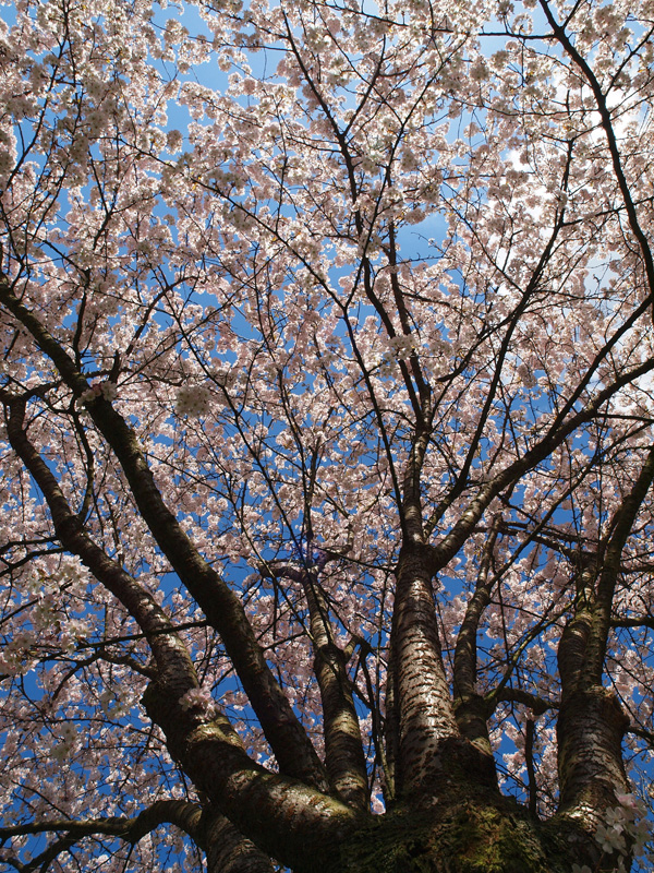 under the blossom tree