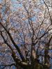 under the blossom tree