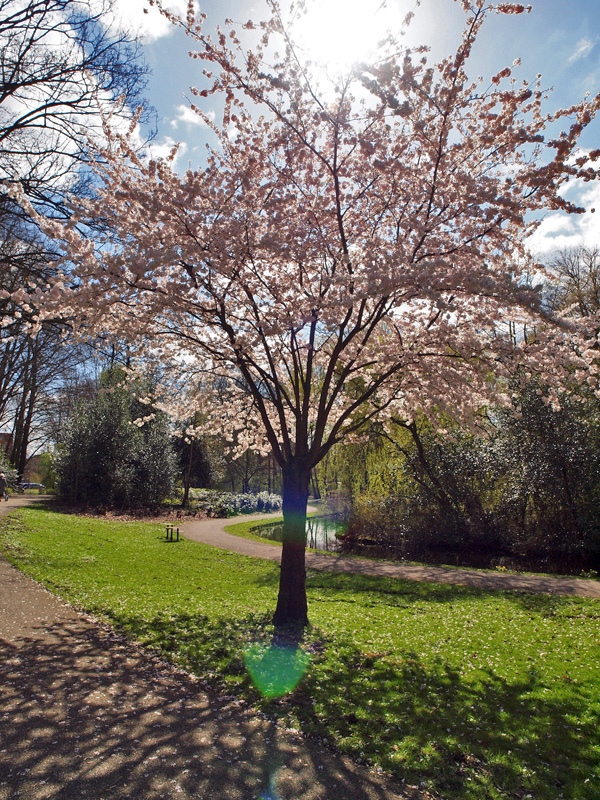 Tree full of blossom