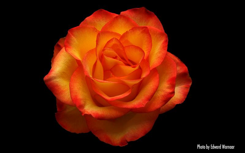 Single Rose