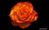Single Rose by Edward Sebastiaan