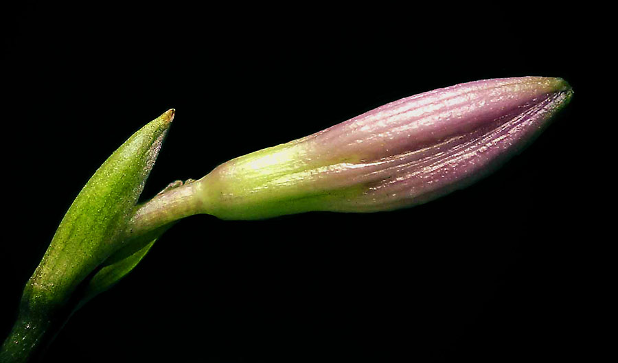 Bud of a Hosta Flower