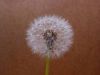 Dry Dandelion Flower by Kerland Elder