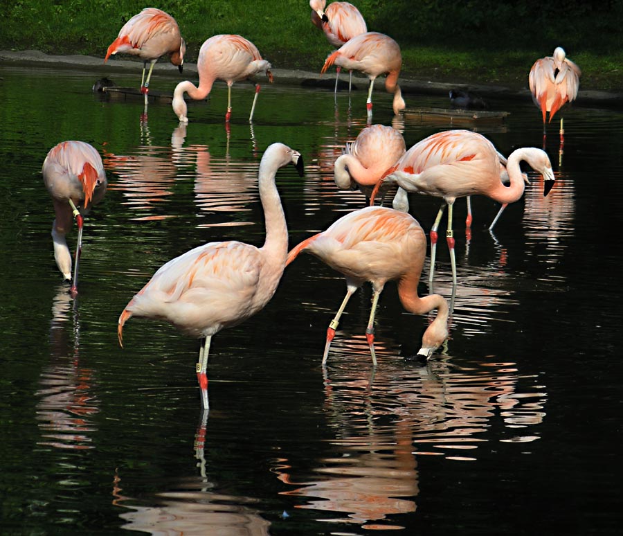 Flamingoes