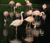 Flamingoes by Kerland Elder