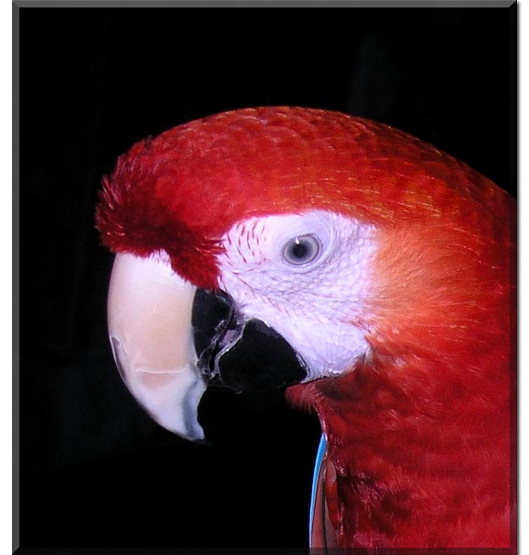 Lucky the pet macaw  #2