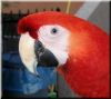 Lucky the pet macaw by Kerland Elder