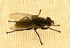 1st Macro of a Fly