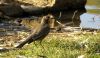Feathered Friend by Kerland Elder