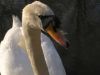 Eye To Eye with a Swan by Kerland Elder